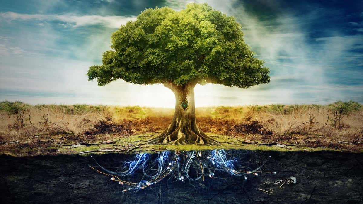 What Is Pruning In ML/AI?