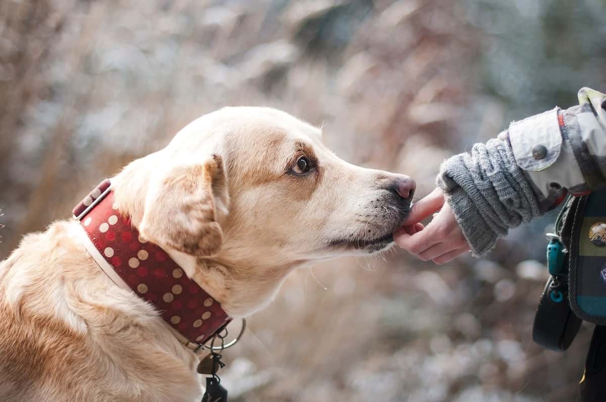 With AI Translation Technology, You May Soon Be Able To Talk To Your Pets