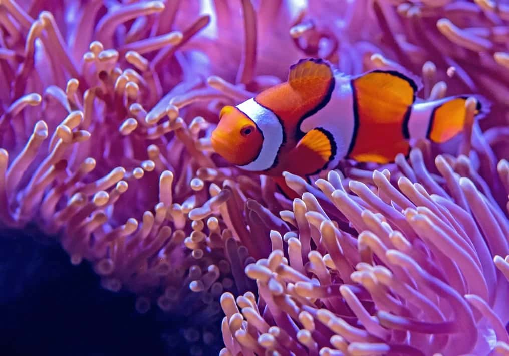 7 Free Online Resources To Learn NVIDIA NeMo