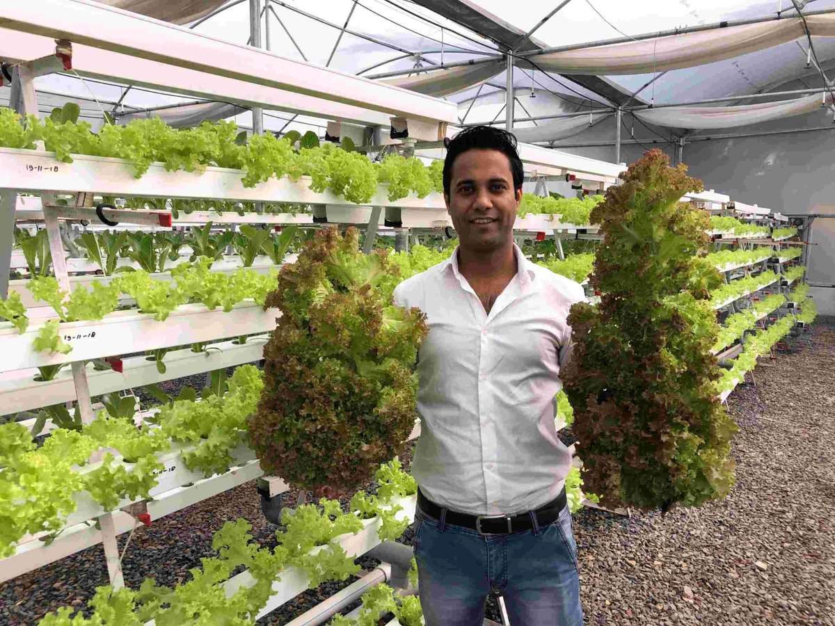 ­Living Lettuce, Vertical Gardening: This Startup Is Using AI For Organic Farming