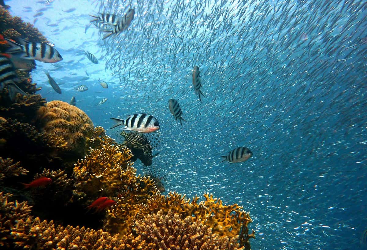 How India Could Use Ocean-of-Things To Monitor Its Marine Environment