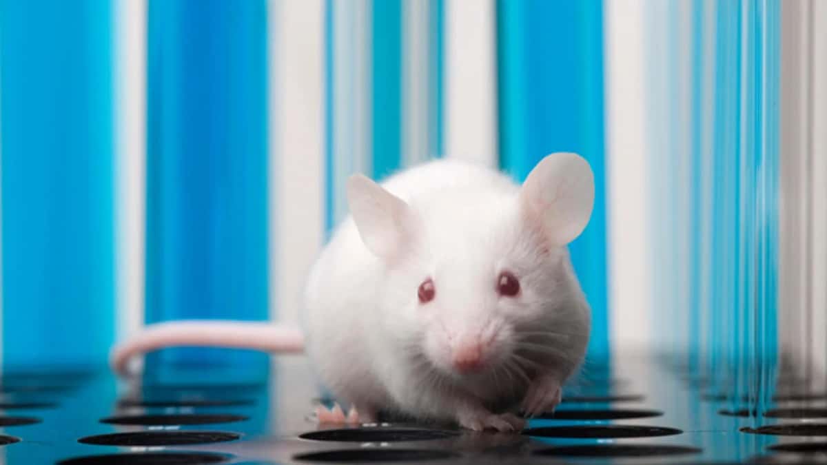 AI Decodes Facial Expressions Of Mice