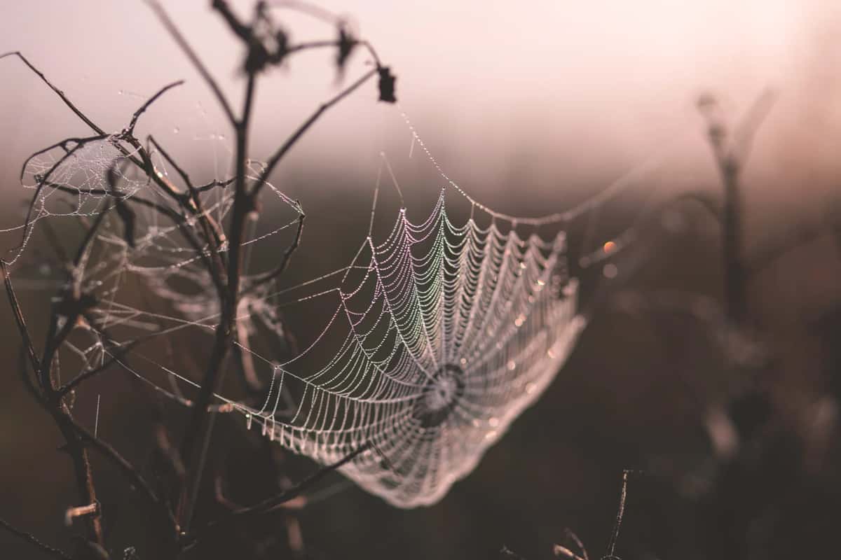 Beginner Guide To Web Scraping With Selenium With implementation In Python