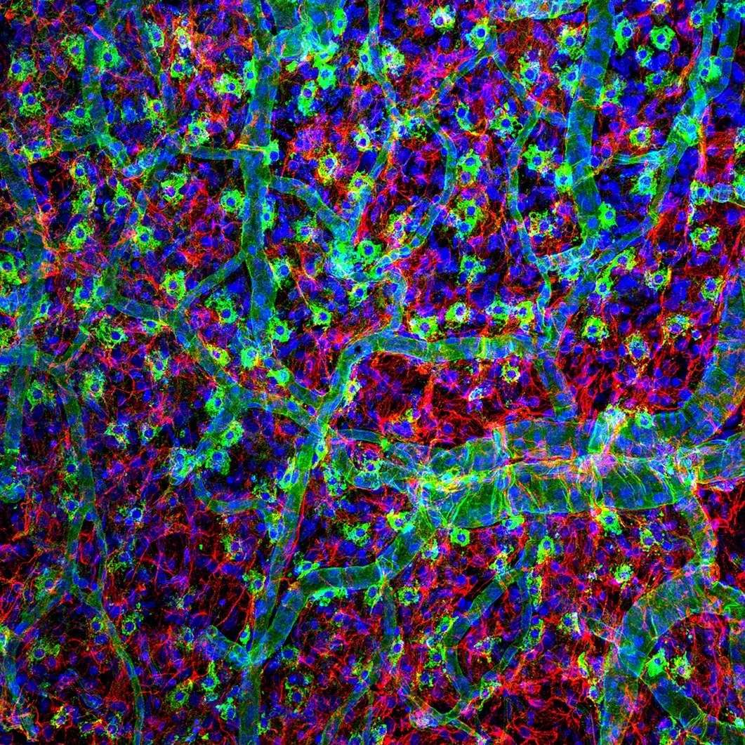 Meet Xenobots — World’s First ‘Living’ Machines Created Using Frog Stem Cells