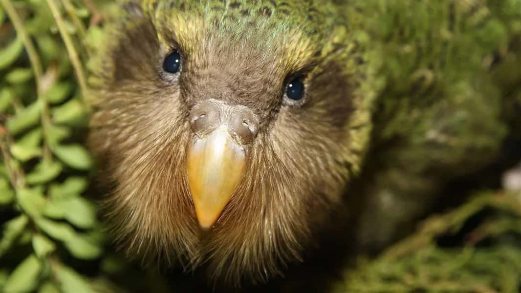 How Smart Transmitters & Drones Are Saving New Zealand’s Kakapo Bird From Going Extinct