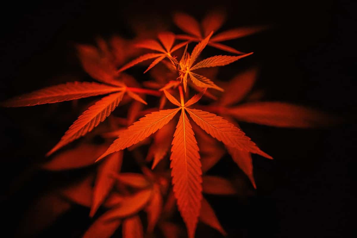 Big Data Has Given The Cannabis Industry A New High