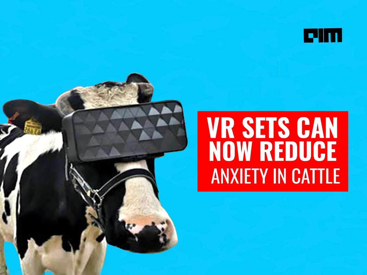Why Are These Russian Cows Wearing VR Headsets?