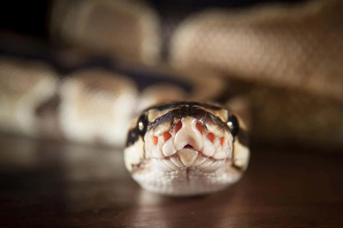 Fake Third-Party Python Libraries Are Stealing Information, Is Python’s Popularity In Danger?