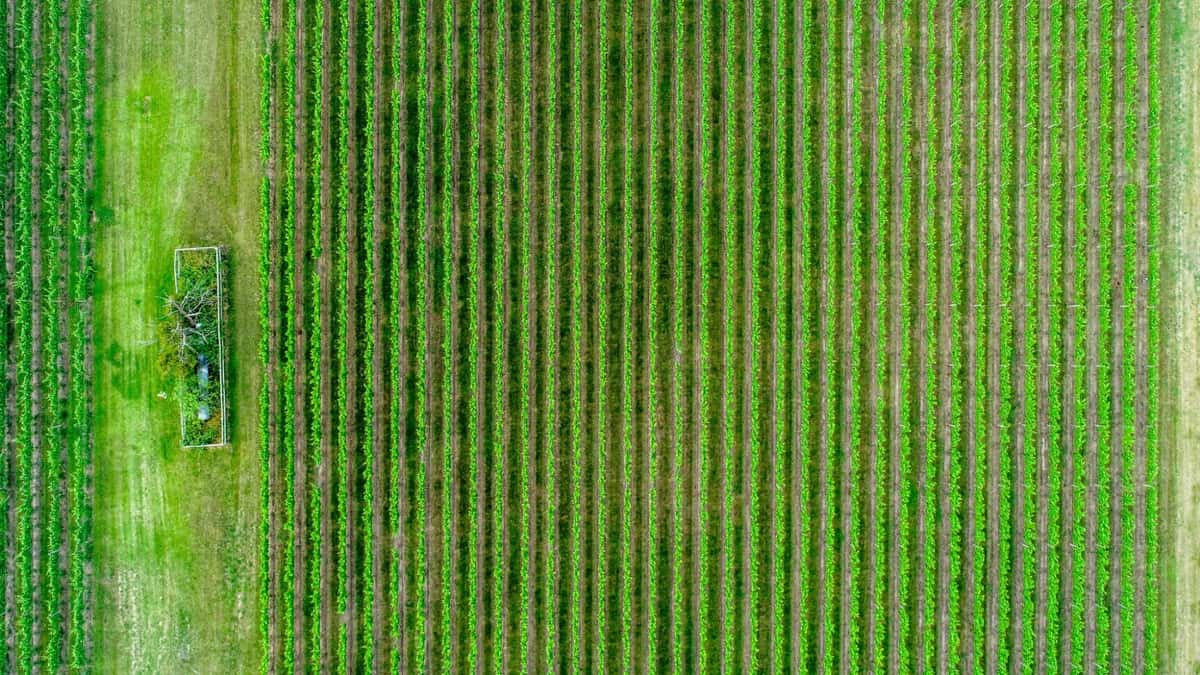 How Incubators Are Driving The Agri-Tech Sector In India
