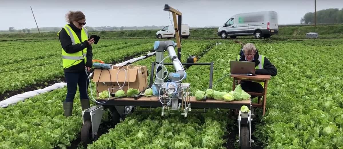 Machine Learning Can Now Help Farmers Choose Crops Ripe For Harvesting