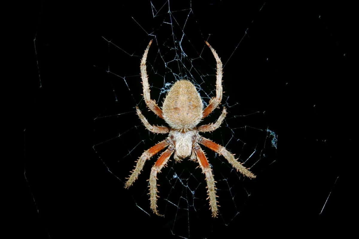 Web Scraping In Python Vs R