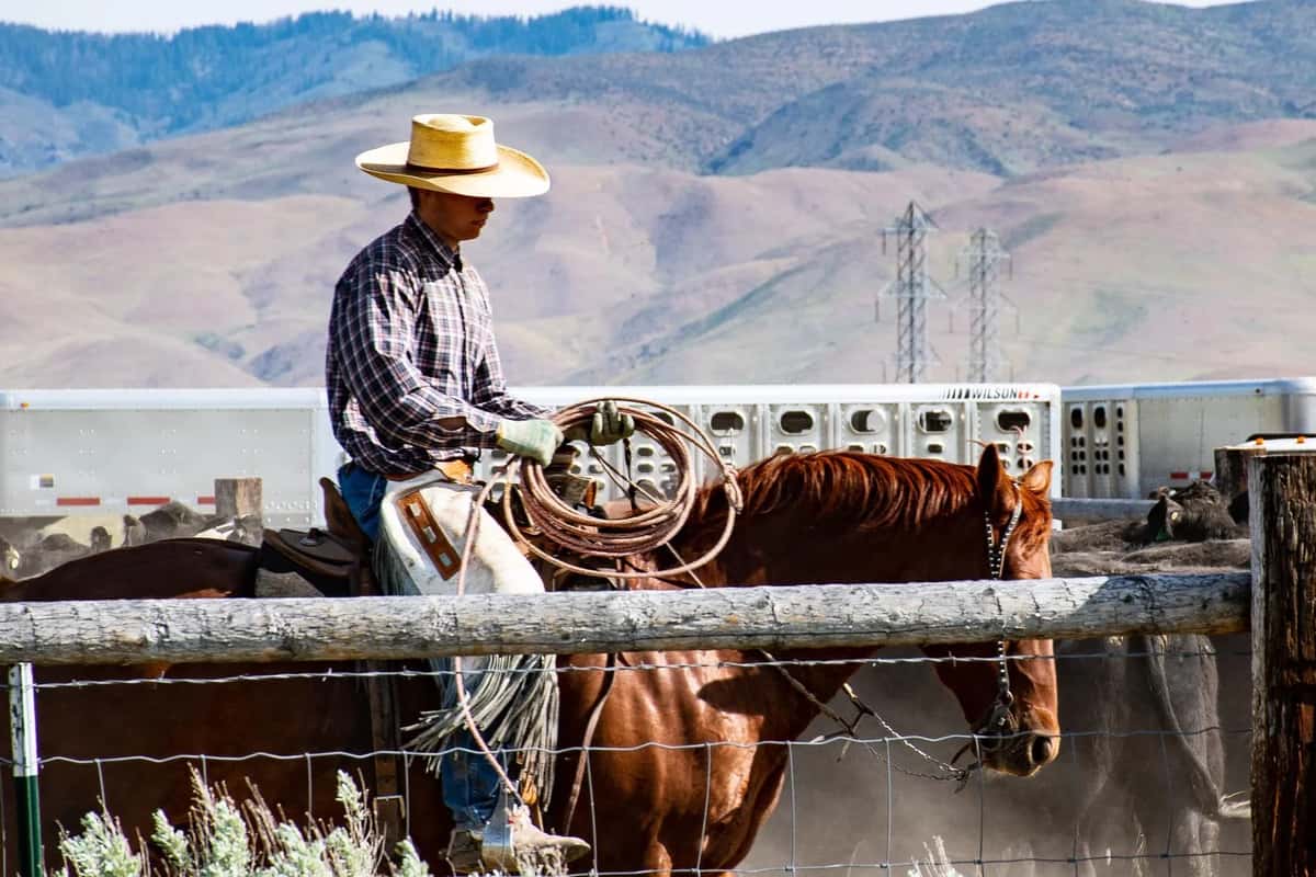A Complete Tutorial On Implementing Lasso Regression In Python