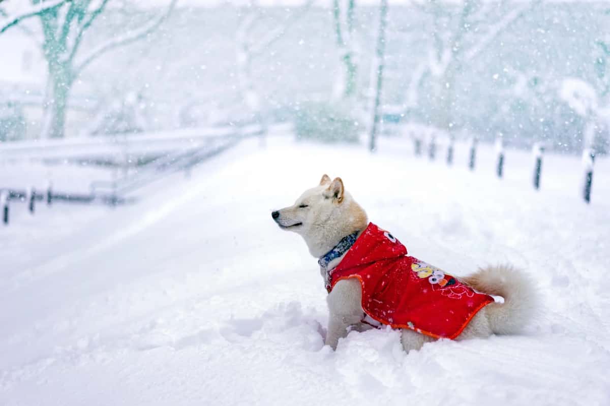 What Does Freezing A Layer Mean And How Does It Help In Fine Tuning Neural Networks