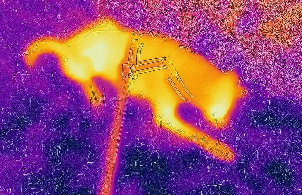 What Are Saliency Maps In Deep Learning?