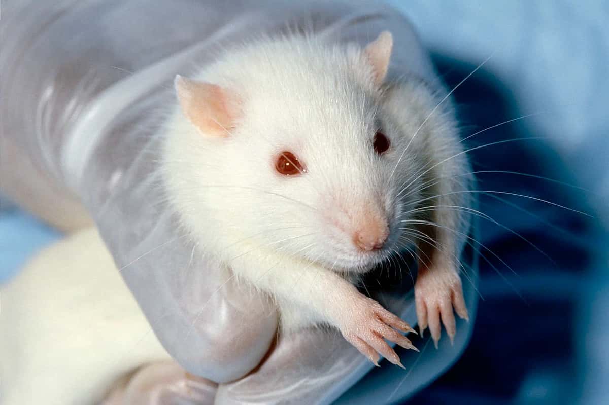 Machine Learning May Soon Be An Alternative To Animal Testing