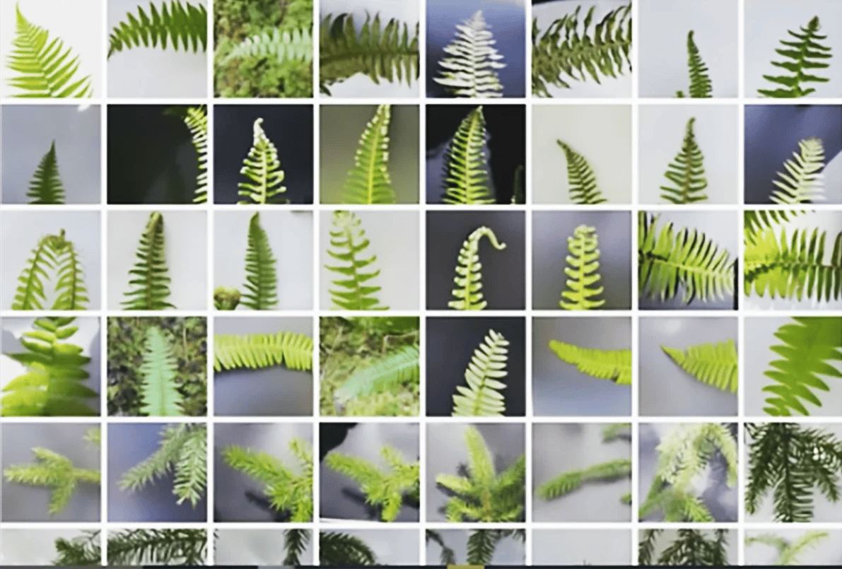 Inside Microsoft’s Custom Vision AI; A Code-Free Automated ML For Image Classification