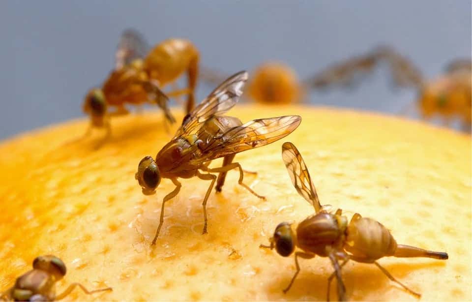 How Artificial Intelligence Can Be Made Safer By Studying Fruit flies And Zebrafishes