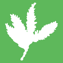 sequoia