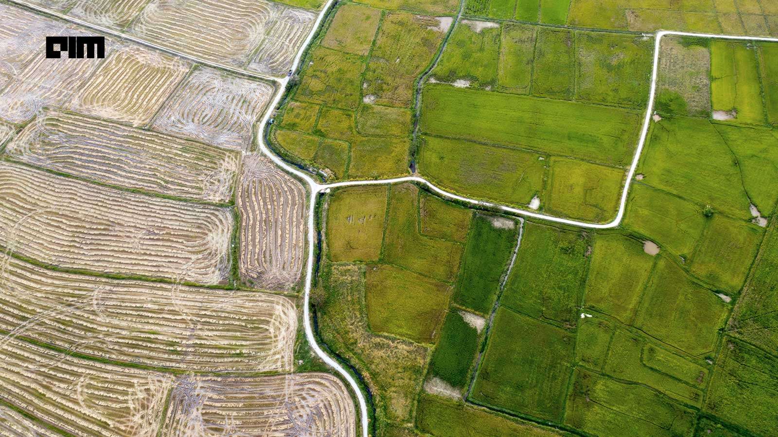 Why Asian Farmers are Turning to Google DeepMind