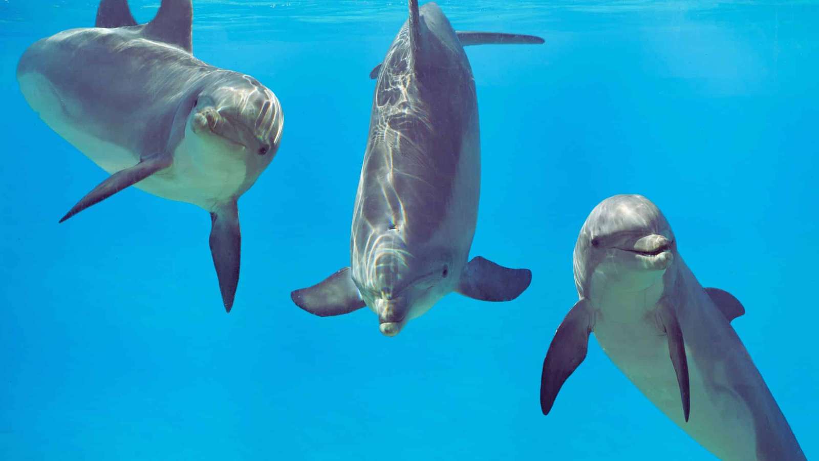 Google’s New AI Model Helps Humans Communicate with Dolphins