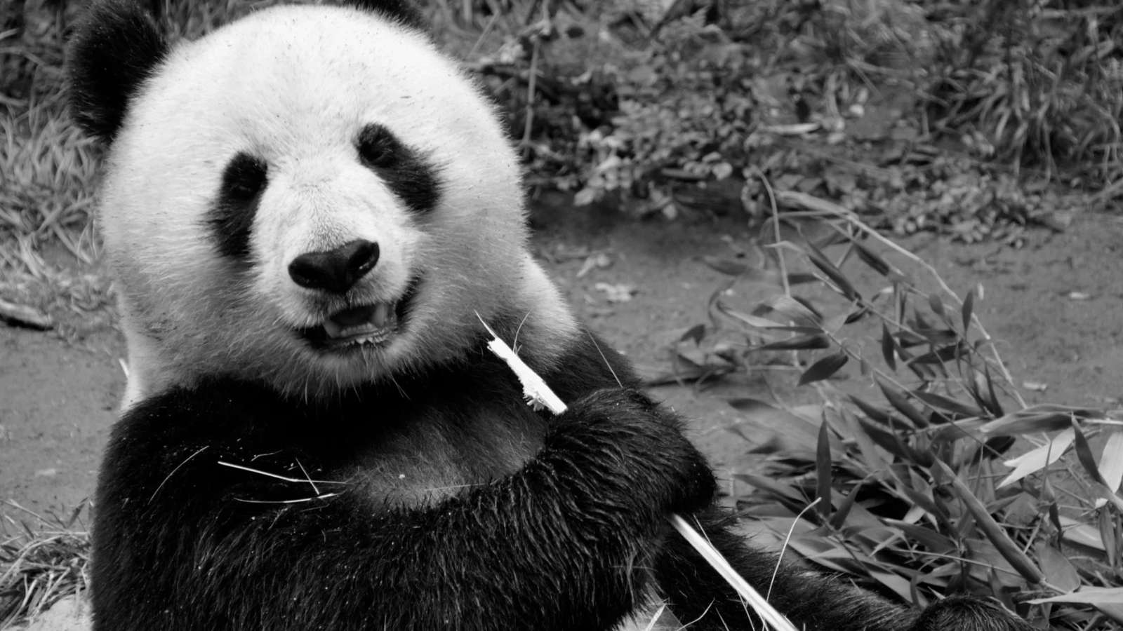 Pandas 2.0 is Finally Here!