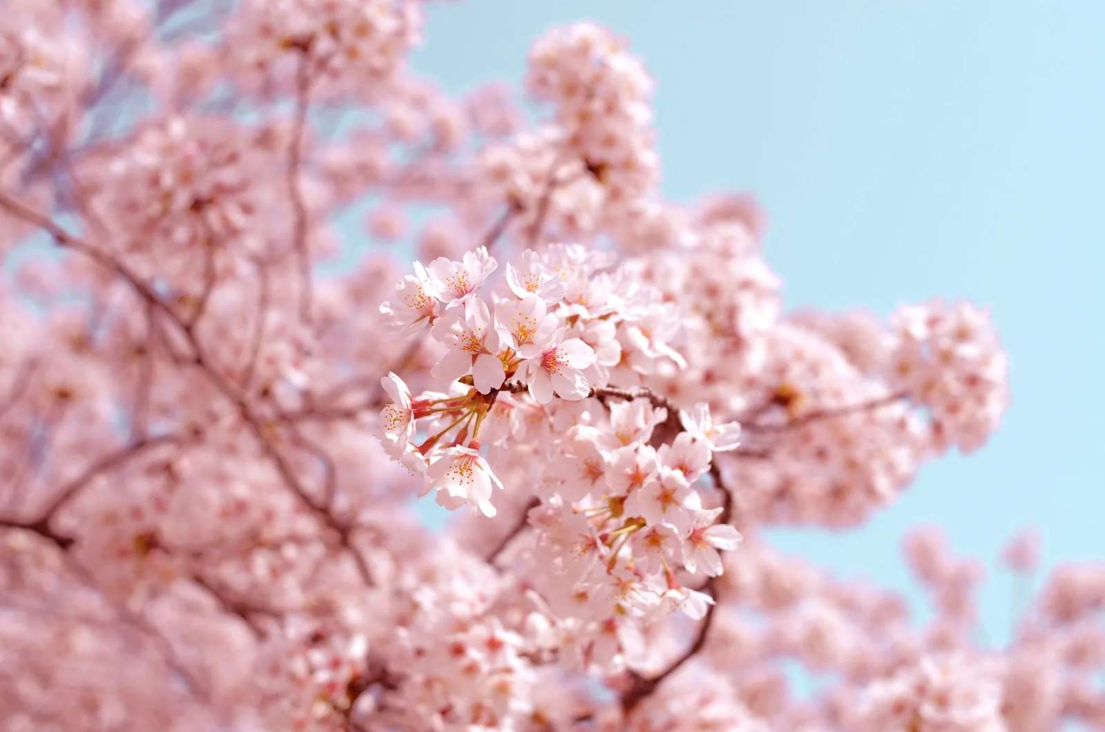 Ruby Devs Release Hanami V2.0
