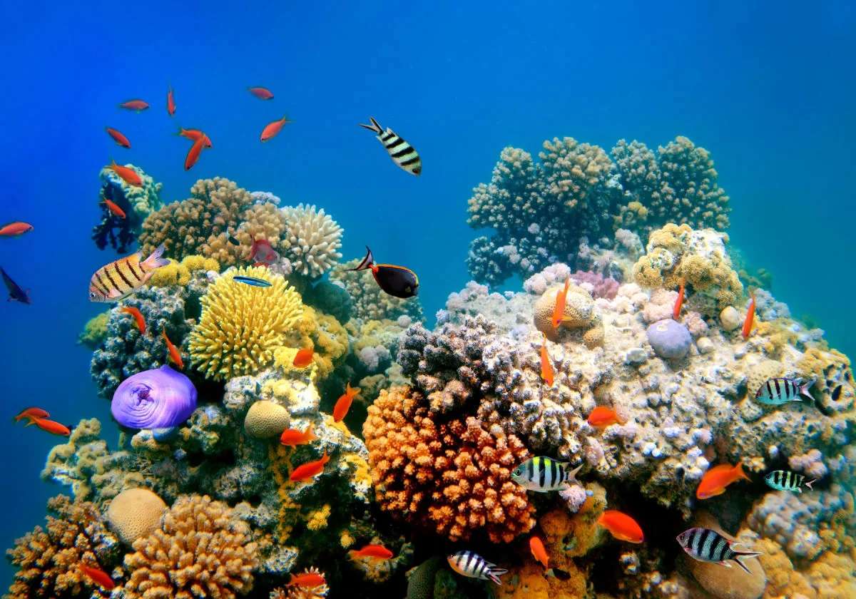 Accenture, Intel Create AI-Powered Solution To Save Coral Reefs