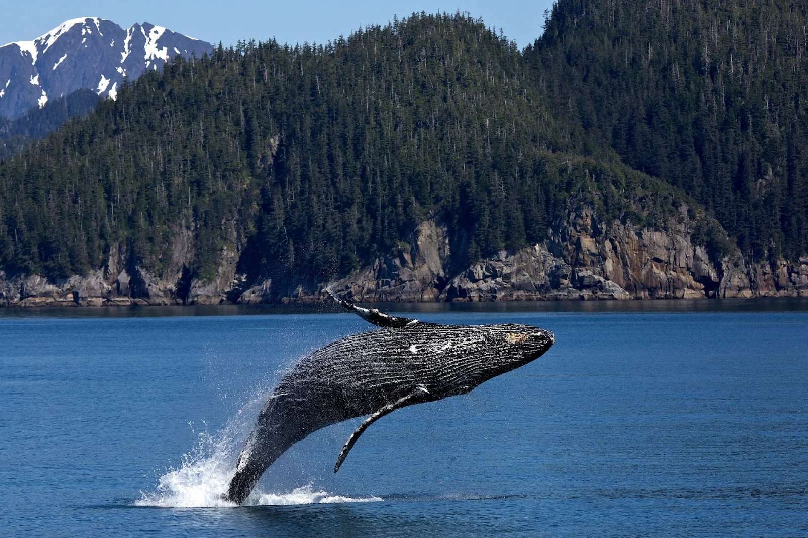 How Google’s Machine Learning Model Is Helping Decode Whale Songs