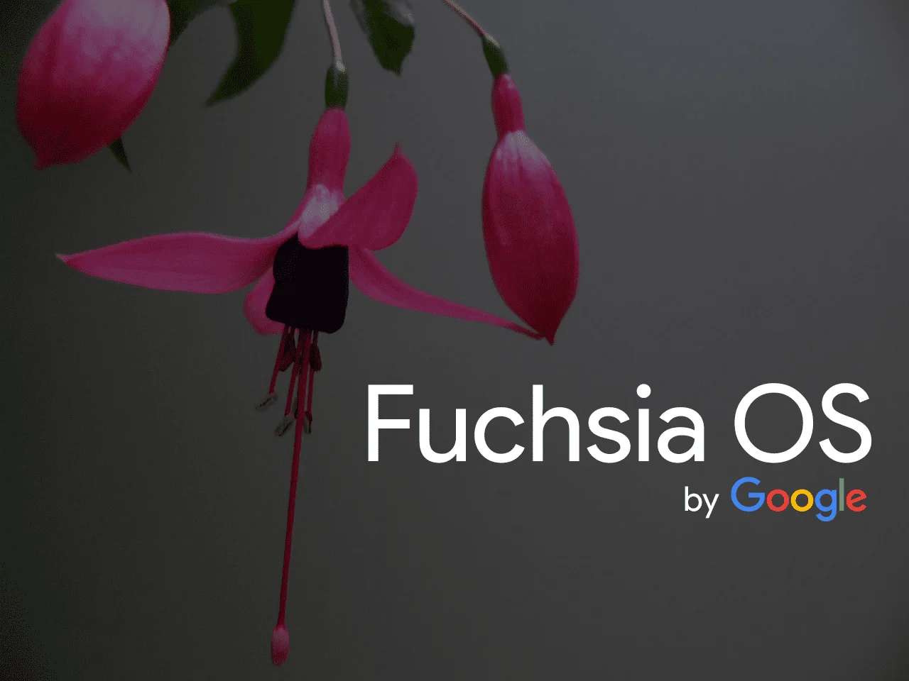 How Google Fuchsia May Change Your Internet Experience As You Know It